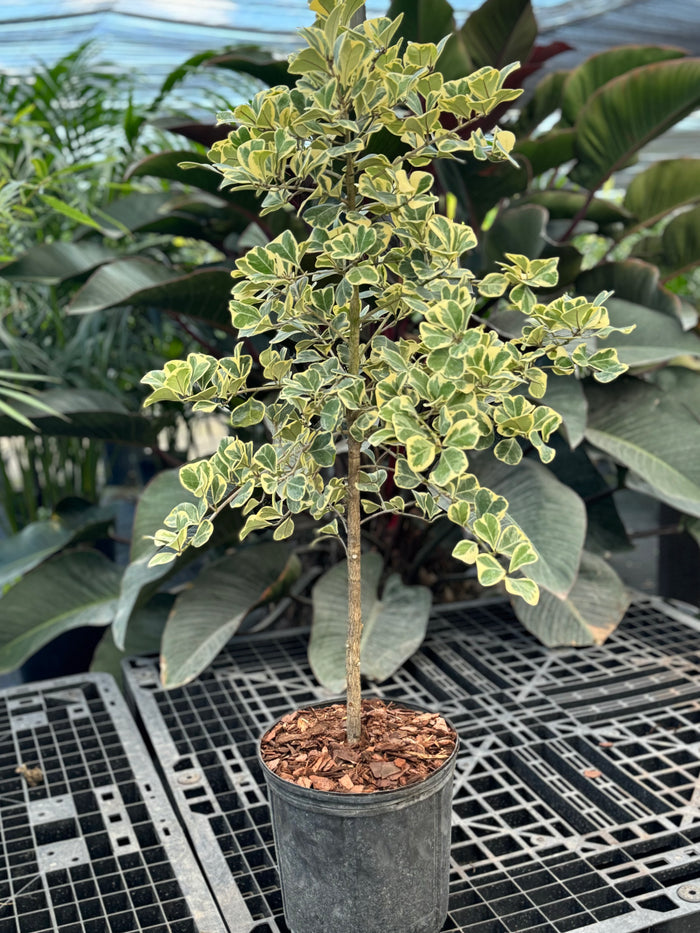 Ficus Triangularis Tree Form Single Stem, Variegated Tree in a 2gal pot
