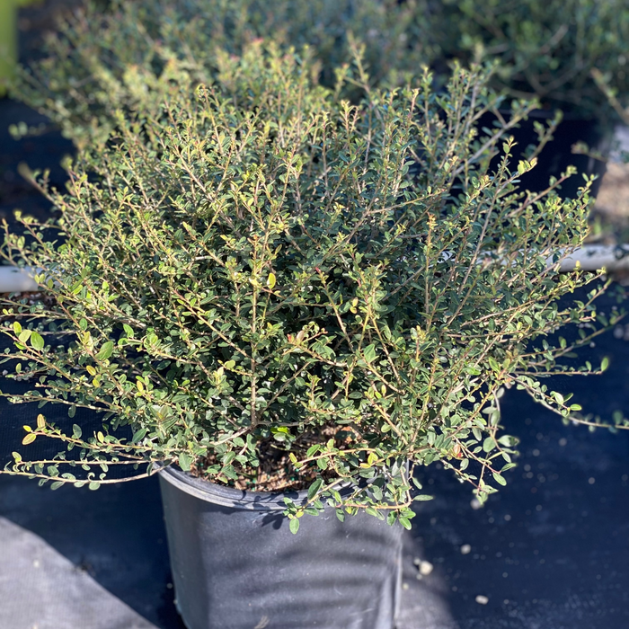 Yaupon Holly, Ilex vomitoria