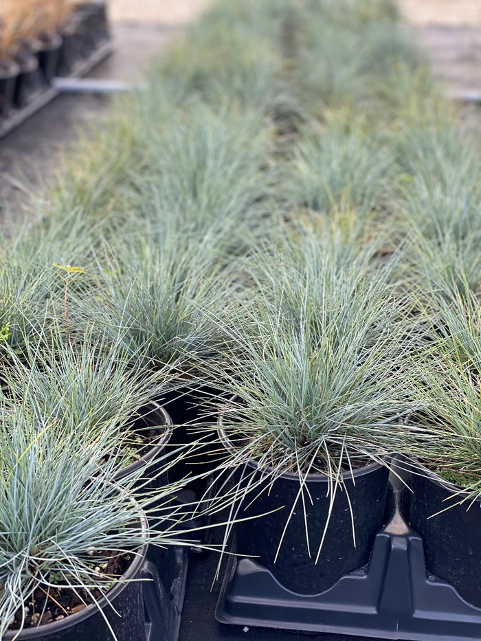 Potted Elijah Blue Fescue ornamental grass