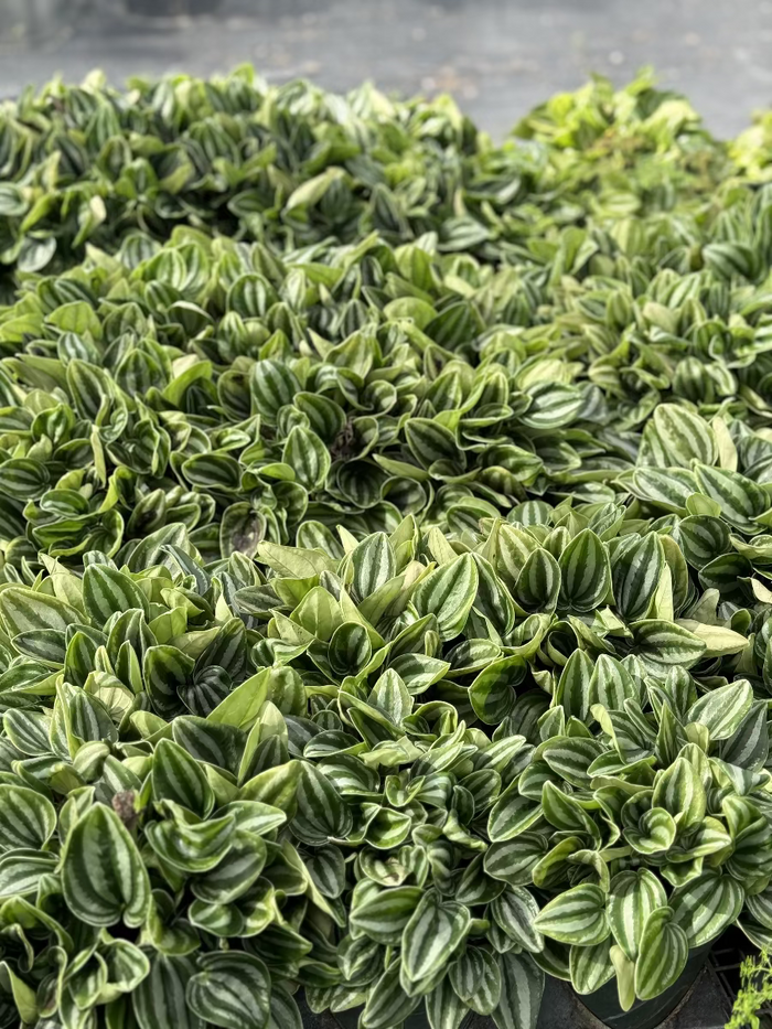 Close up of Watermelon Peperomia leaves