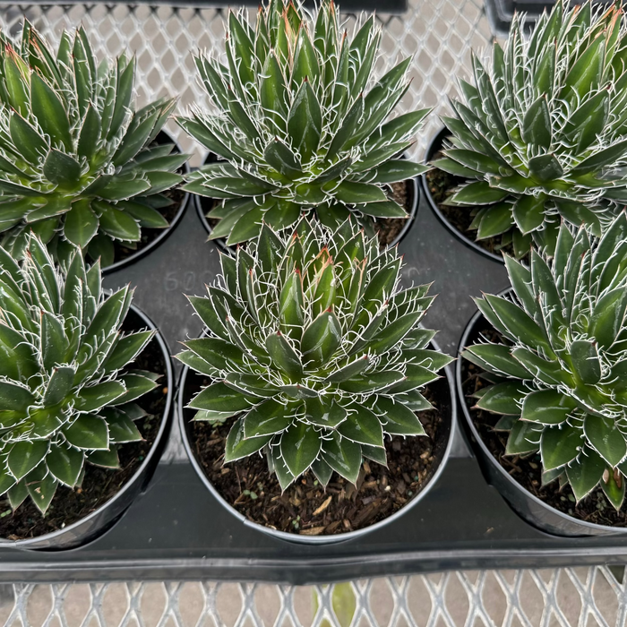 Agave Black Widow Schidigera, Century Plant in Grower Pot