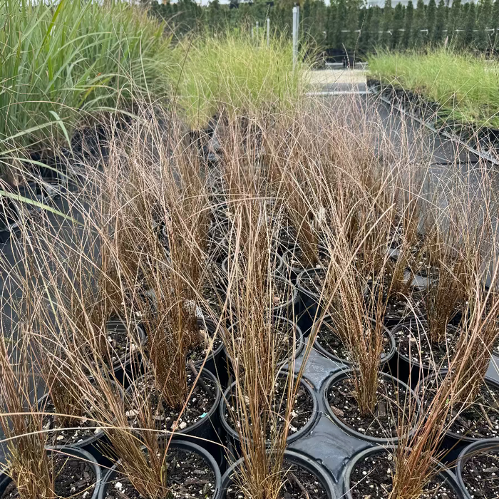 Red Rooster Buchananii Leathery Grass Row of small plants in a garden bed with a road and trees in the background