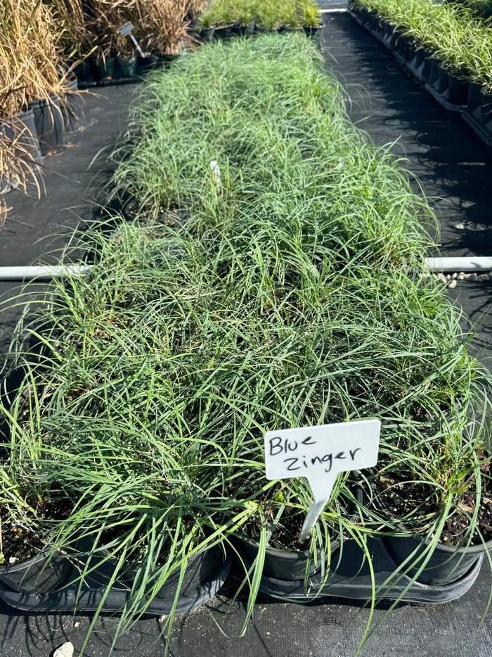 Blue Zinger Sedge Carex Flacca Grass in trays all in 6in pots