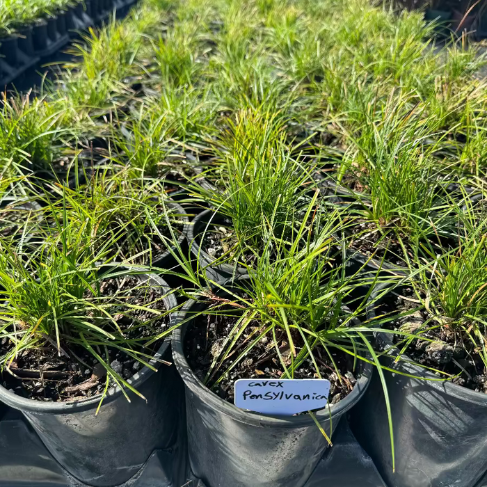 Pennsylvania Sedge, Carex Pensylvanica Grass Green grass