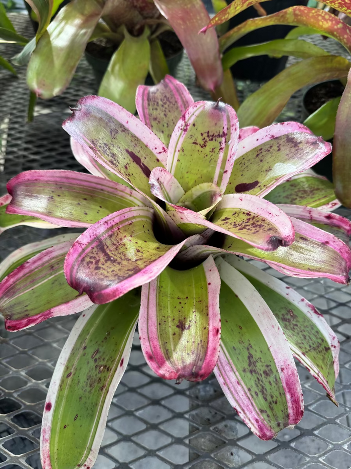 Close up of Bromeliad Neoregelia El Morad foliage.