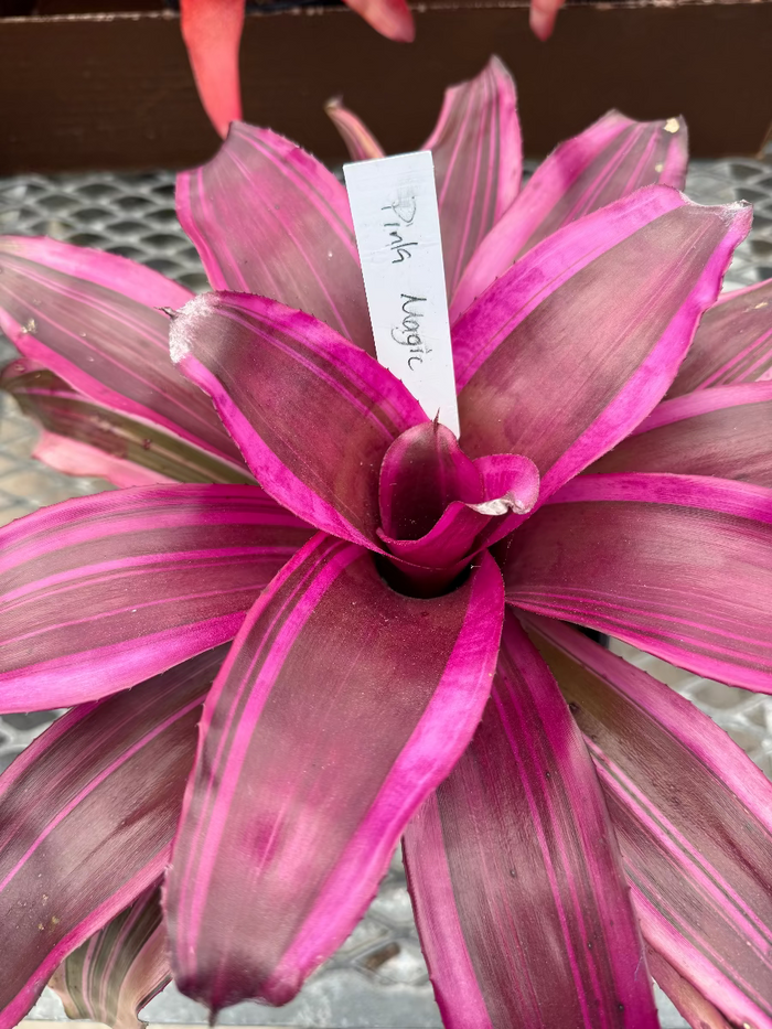 Close-up of a Bromeliad Neoregelia Pink Magic plant