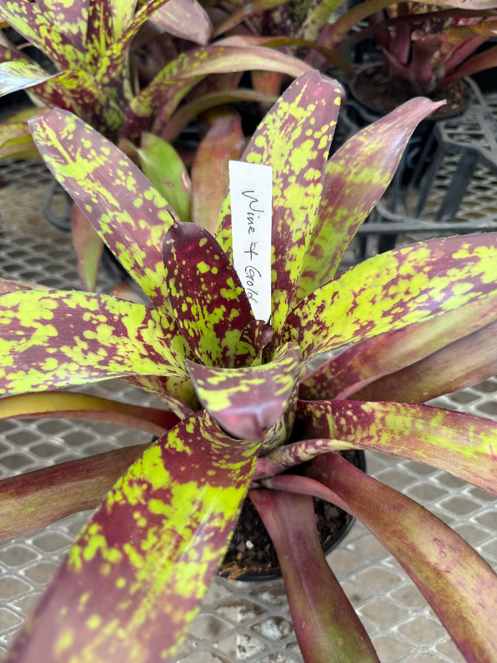 Top-down view of a vibrant Bromeliad Neoregelia Wine and Gold