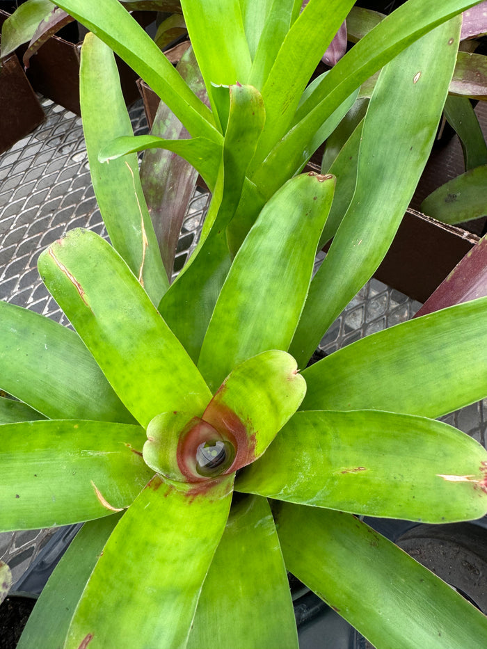 Bromeliad, Neoregelia Mcwiliamsii close up
