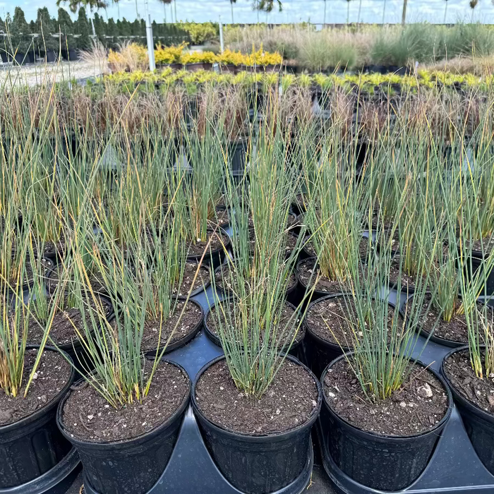 Blue Arrow Juncus Rush Grass