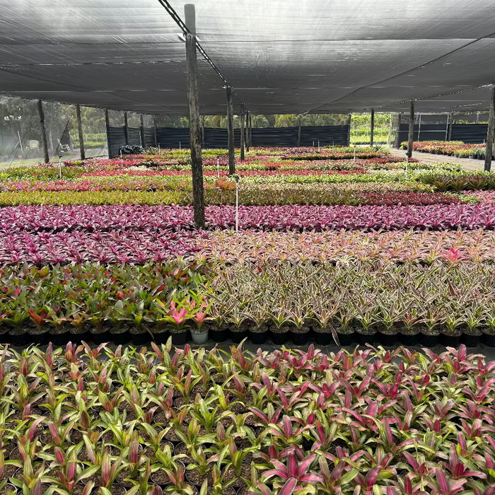 nursery full of Bromeliad Vriesea Gigantea Nova