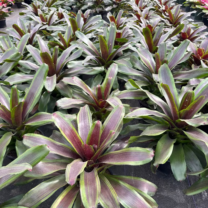 multiple Bromeliad Neoregelia Namaskar outside