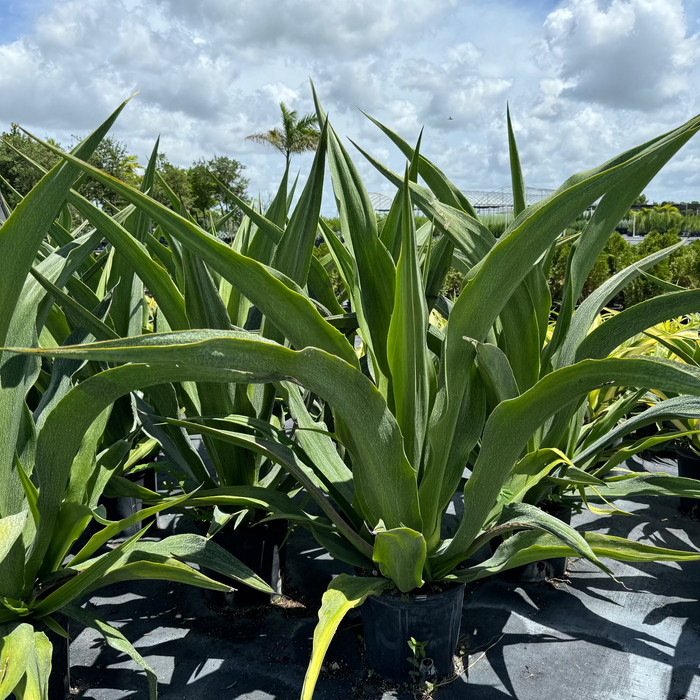 False Agave, Green Giant, Furcraea Foetida