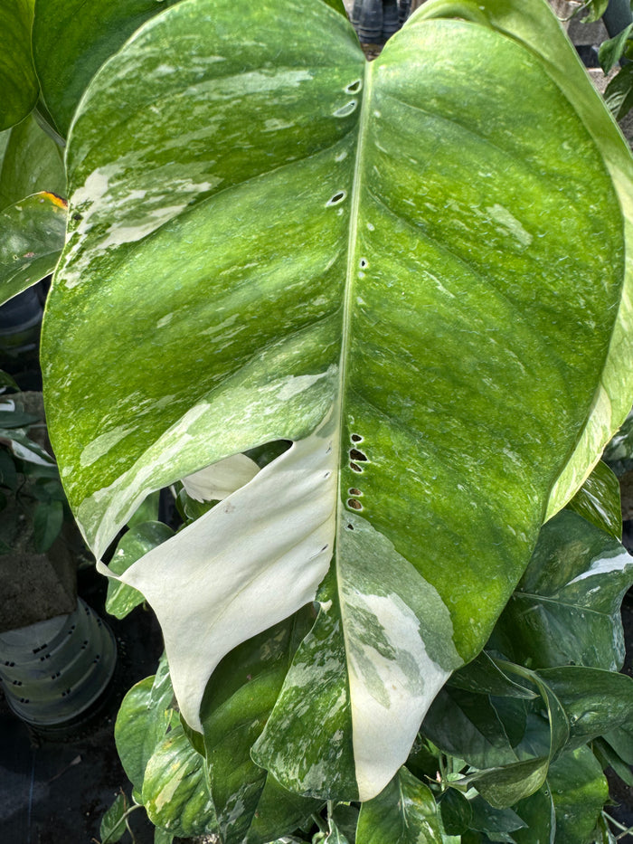 Pothos Albo Variegated in Trellis close up of leaf