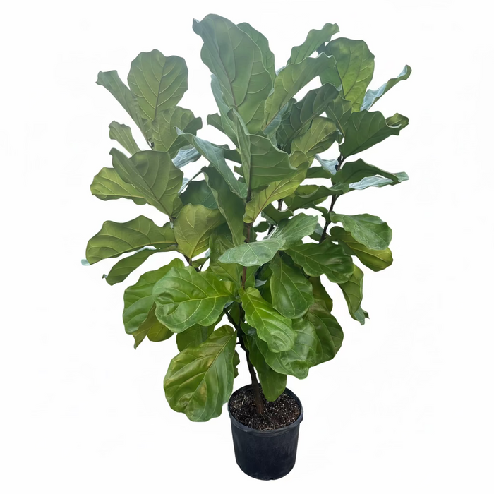 Ficus Lyrata Bush Form with large, vibrant green, violin-shaped leaves in a black nursery pot, sitting on a gravel surface inside a shaded outdoor nursery.
