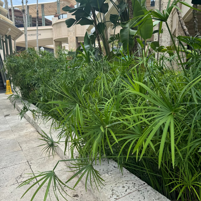 Mature Papyrus Cyperus, Giant Egyptian Papyrus Medium Planted in Tropical Garden.