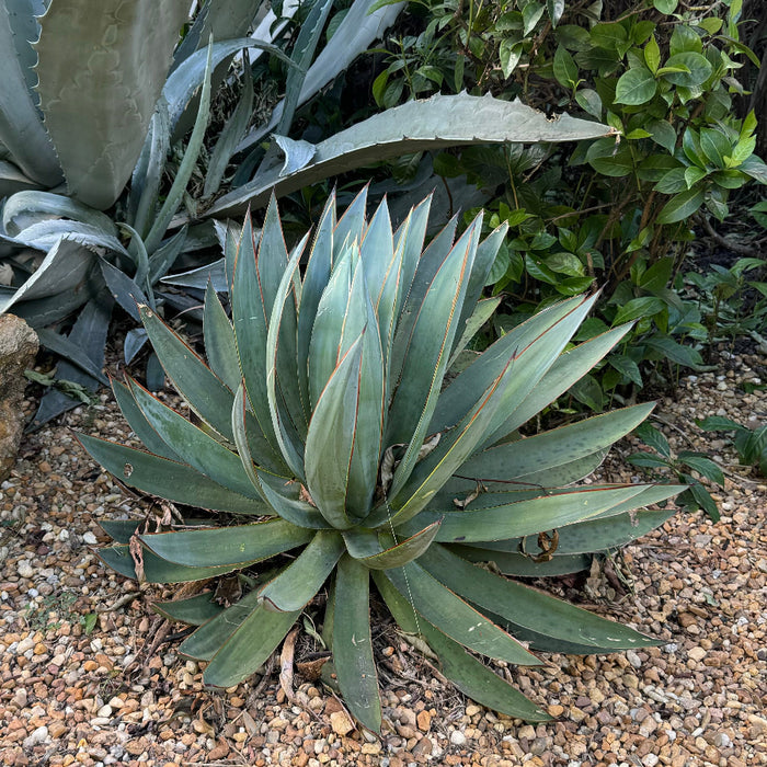 Agave Blue Glow Planted in a Desert Garden surrounded by Rocks