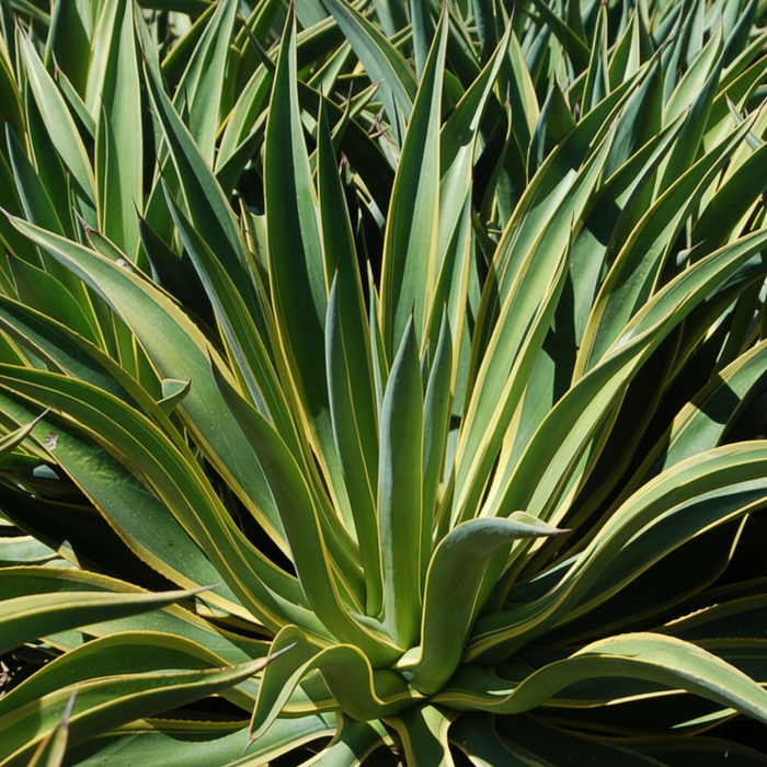 Agave Desmettiana Lurida Planted in Ground Leaf Design