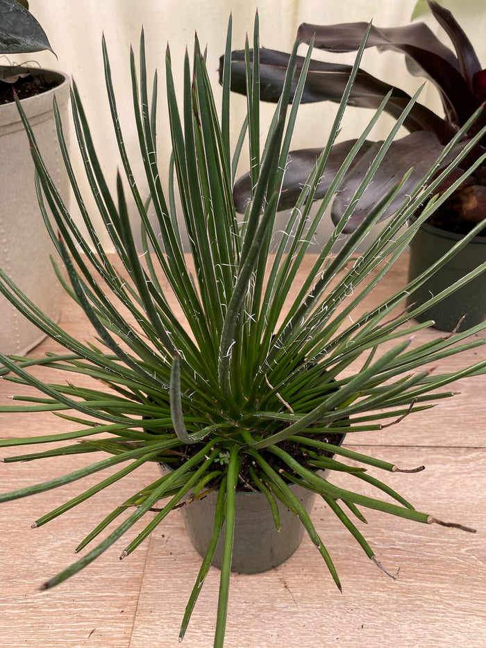 A compact Agave Geminiflora Rasta Man plant with needle-like leaves and copper tips, forming a neat globe shape, in nursery pot 1gal