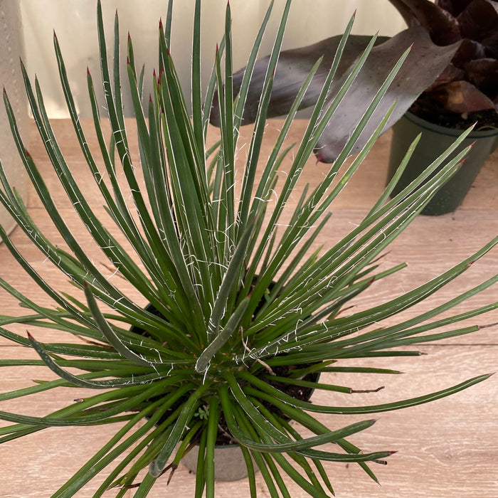 A compact Agave Geminiflora plant with needle-like leaves and copper tips, forming a neat globe shape.