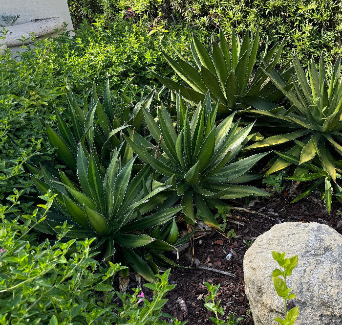 Agave lophantha 'Splendida' Green planted in landscape