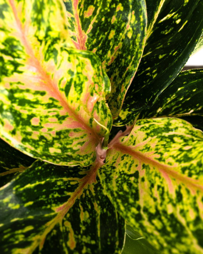 Aglaonema sparkling sara potted plant with green and yellow leaf's top view
