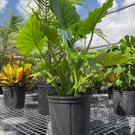 Mature Alocasia California Odora, Elephant Ears with dense layered foliage and lush tropical canopy, showing full grown landscape appearance ideal for privacy plantings.