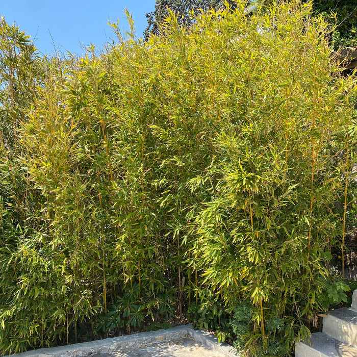 Alphonse Karr Bamboo, Bambusa multiplex