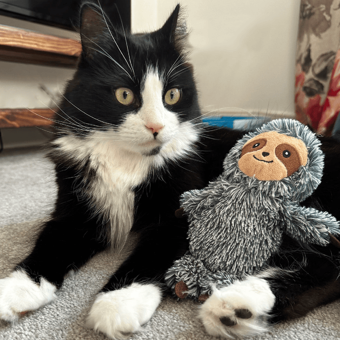 A black and white cat pictured next to an Ancol plush sloth toy with shaggy blue-grey fur, with a tan face and brown eyes, shown against a plain white background.