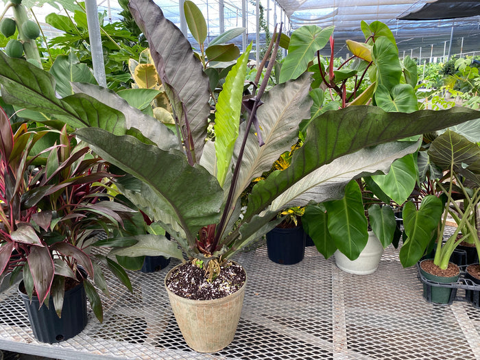Potted Anthurium Hookeri Ruffles plant.