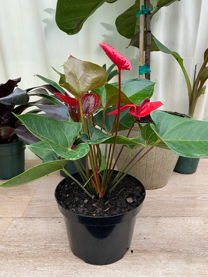 Potted Anthurium Red Heart plant with bright red flowers in a black grower pot.
