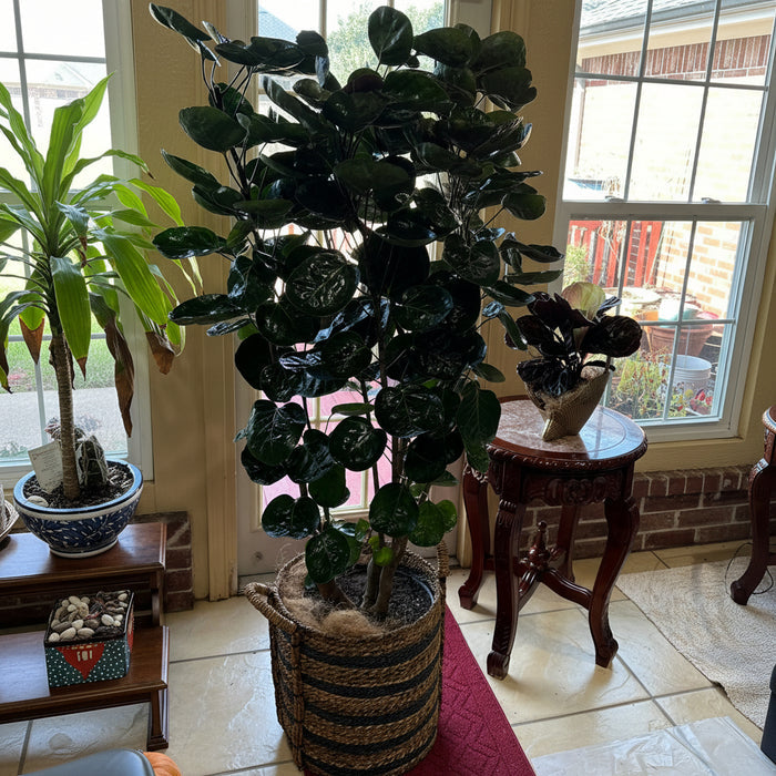 A tall Fabian Aralia indoor tree featuring thick, woody trunks and large, round, dark green leaves, potted in a striped woven basket