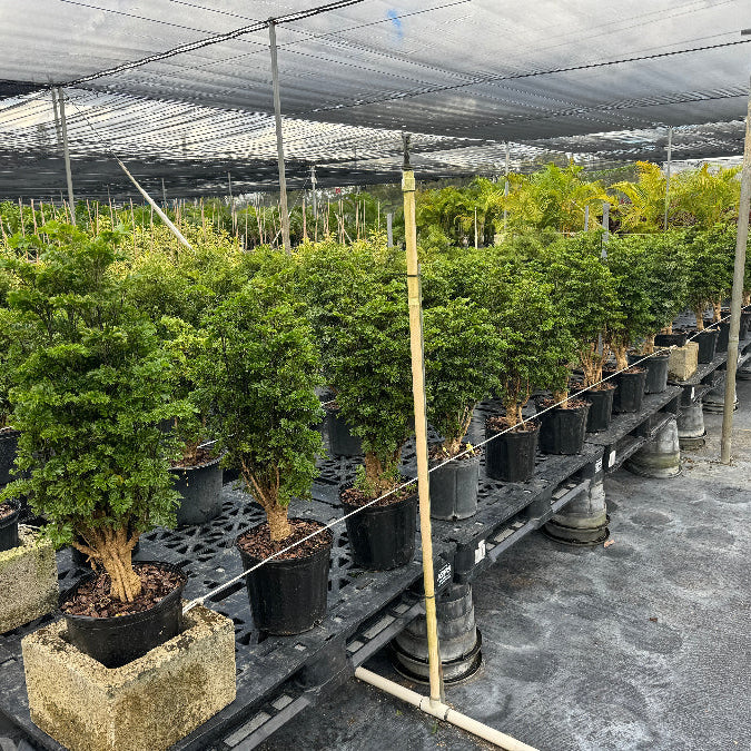Rows of bushy Chinese Ming Tree Aralias (Polyscias fruticosa) growing in 2 gallon black pots inside a shade house.