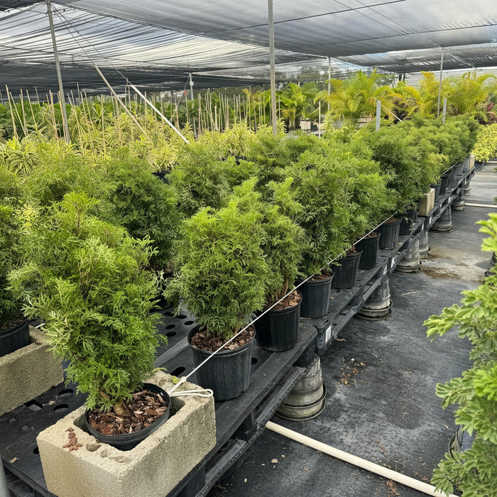 Rows of bushy Chinese Ming Tree Aralias (Polyscias fruticosa) growing in 2 gallon black pots inside a shade house.