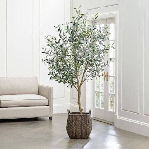 Large olive tree single trunk Potted plant in a brown pot against a neutral wall with a window in the background