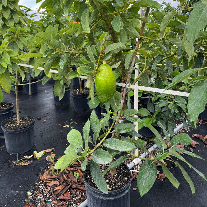A potted young avocado tree with green and reddish leaves in a black nursery pot.