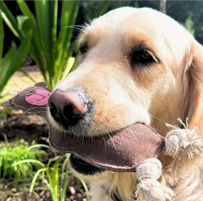 Baz the Bear Chew Toy