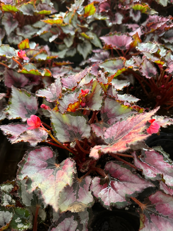 leaves of Begonia Harmony's Red Robin
