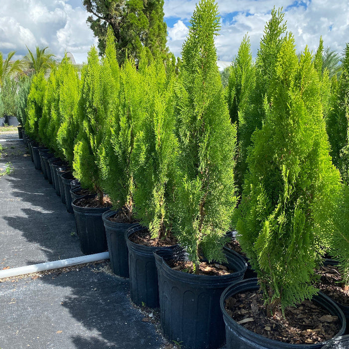 A row of potted Berckman's Golden Arborvitae shrubs.