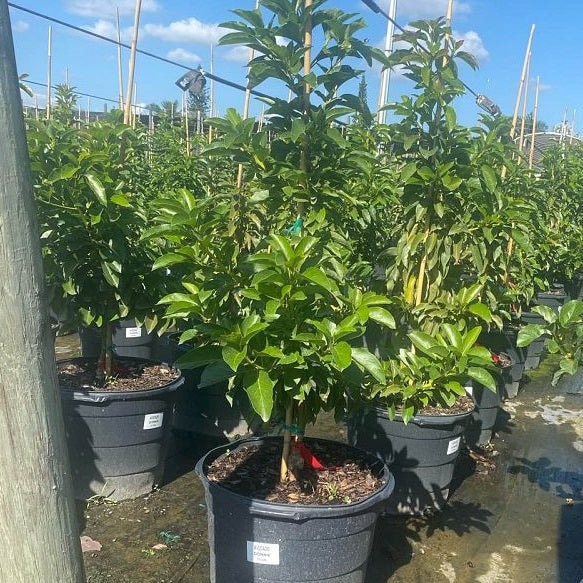 A potted young avocado tree with green and reddish leaves in a black nursery pot, standing in a row of trees