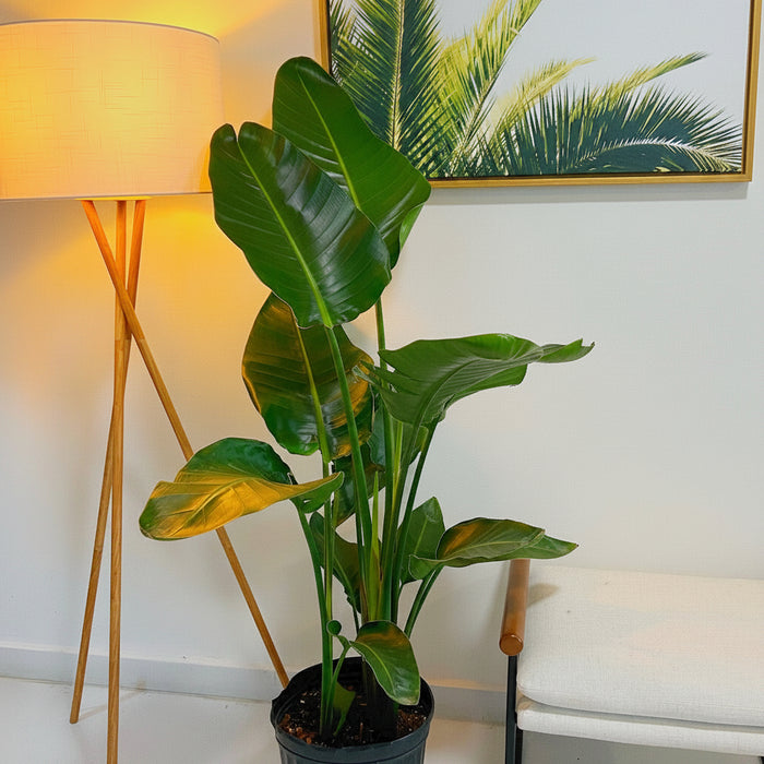 Bird of Paradise White, Strelitzia Nicolai in 5 gallon container with large, lush green arching leaves and tall upright stems, ideal for bright indoor living spaces and modern home decor.