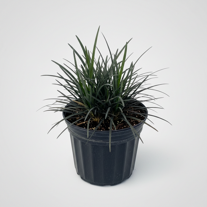 A potted ornamental black mondo grass plant with long, narrow green leaves, planted in a black plastic nursery pot against a light gray background.