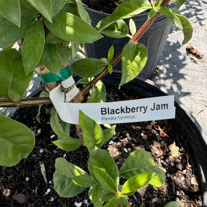Close-up of young Blackberry Jam Fruit Tree in black grower pot