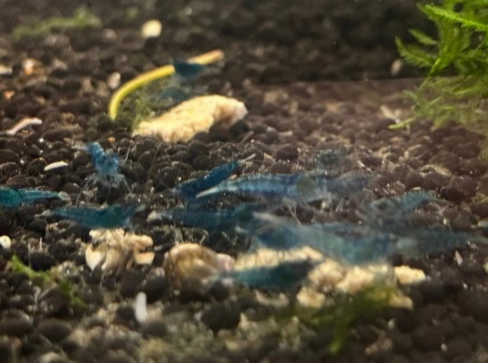 Blue Dream Neocaridina Shrimp