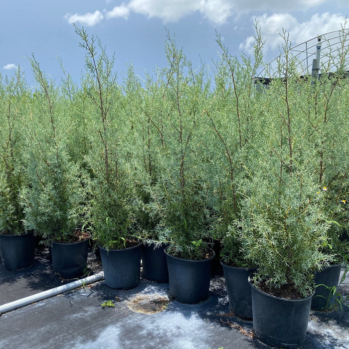 Blue Ice Arizona Cypress