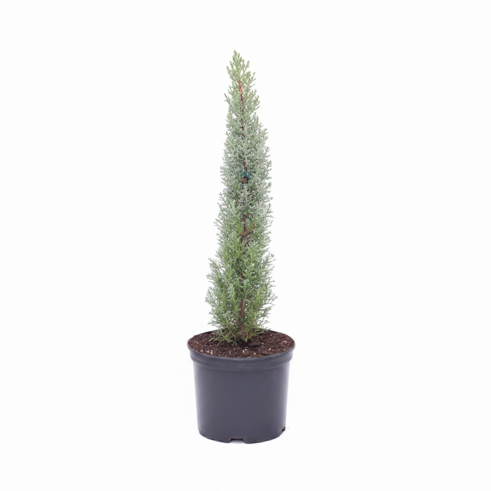 Blue Italian Cypress, Mediterranean Cypress in a 2gal pot
