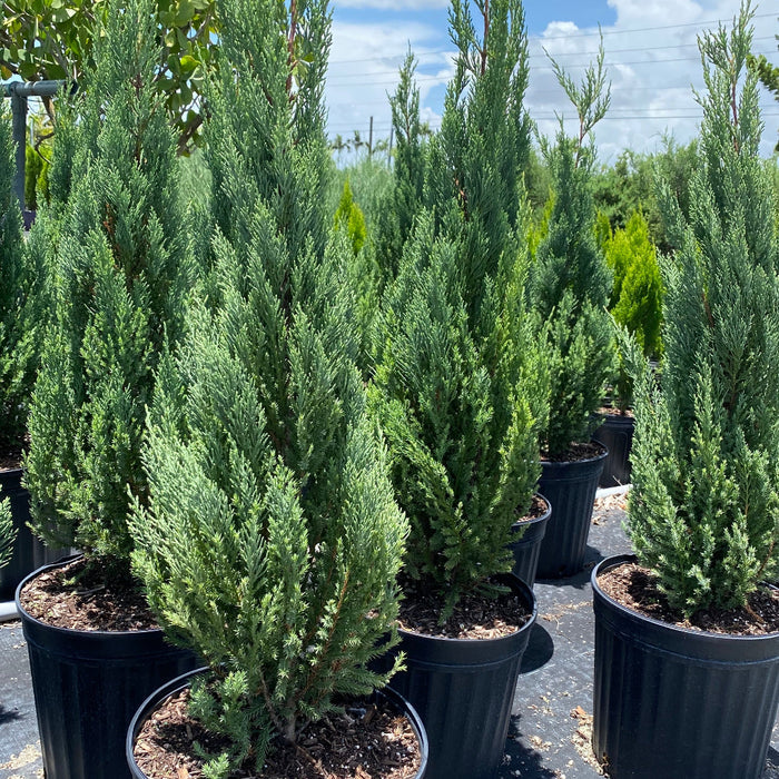 Blue Point Juniper, Juniperus Chinensis, Nursery Pot 5gal