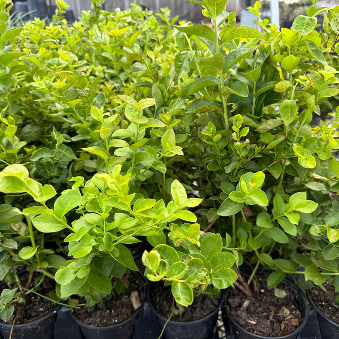 A close-up view of vibrant, leafy green shrubs growing in black nursery pots, arranged closely together in an outdoor setting