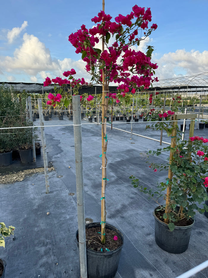Bougainvillea Red Flower Tree Like Form, Single Trunk 'Barbara Karst' Flowering Tree in 7 gallon nursery pot with a vibrant canopy of deep bright red blooms atop a single trunk tied to a support stake, standing in an outdoor nursery row on black landscaping fabric under a partly cloudy sky, ideal for ornamental garden focal points and vibrant property borders.