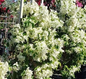 Bougainville plants white flowering plant in a garden setting with other plants and flowers in the background.