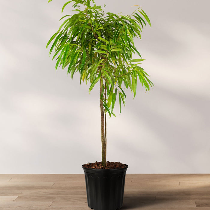 Ficus alii tree form single trunk black pot